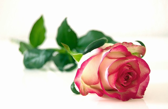 romantická růže